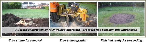 Tree Stump Grinding Services